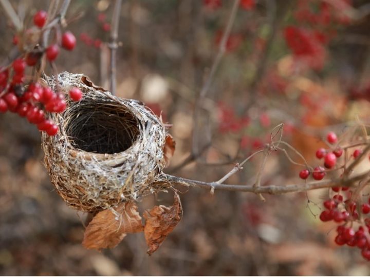 Mis hijos se han ido de casa, ¿qué hago yo ahora? Síndrome del nido vacío